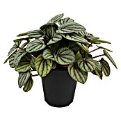 Piardino Zwergpfeffer (Peperomia mistique, Topfgröße: 12 cm, Grün) | BAUHAUS