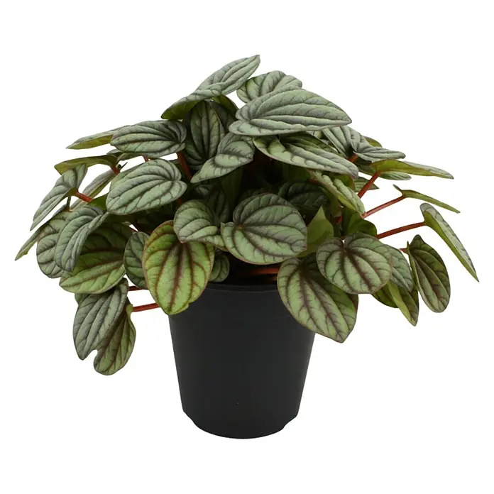 Piardino Zwergpfeffer - Peperomia mistique, Topfgröße: 12 cm, Grün - Ein Peperomia-Zierpfeffer in einem schwarzen Topf. Die Blätter sind grün mit roten Akzenten und haben eine auffällige Blattstruktur.