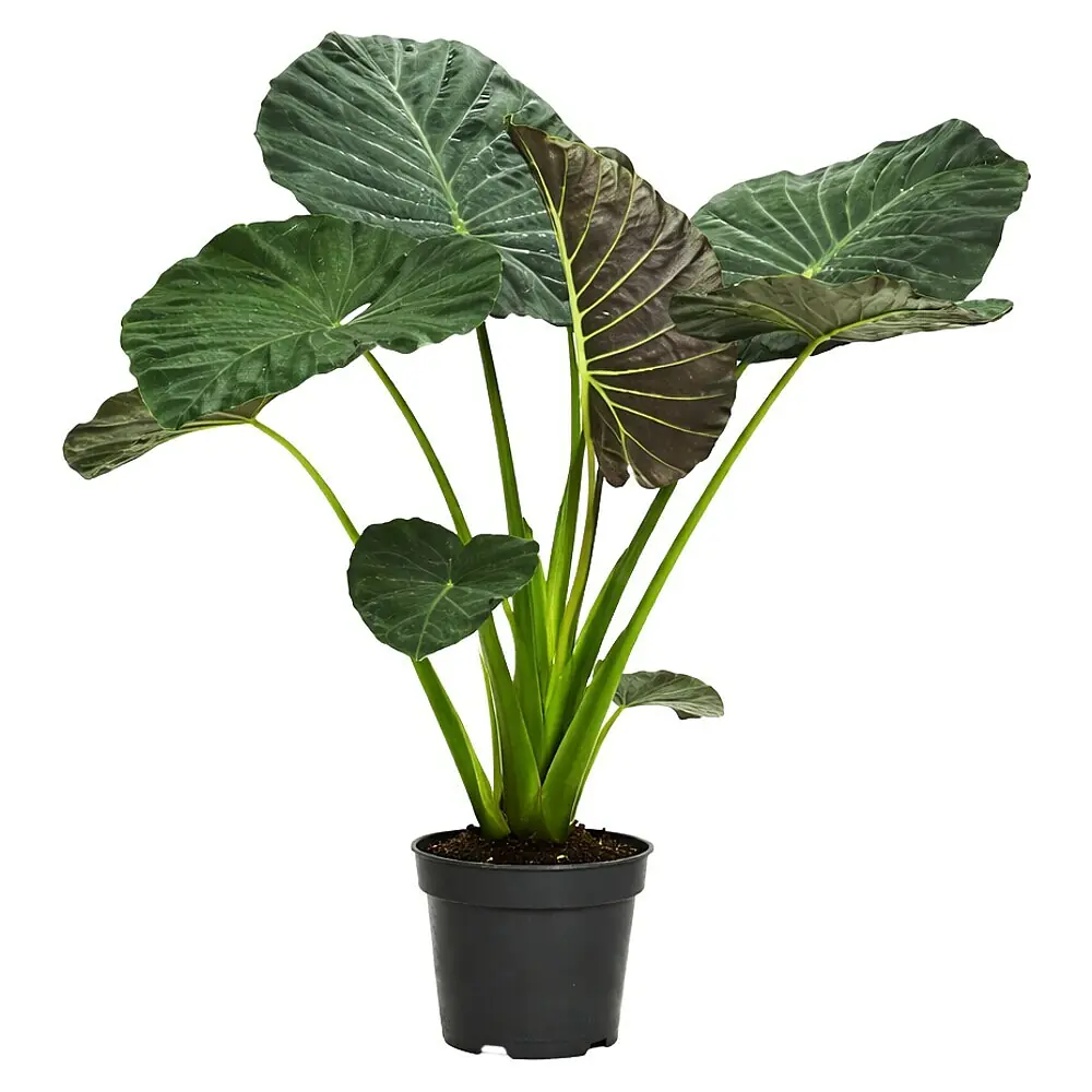 kaktus blatt Kaktusbltter Nopales kaufen