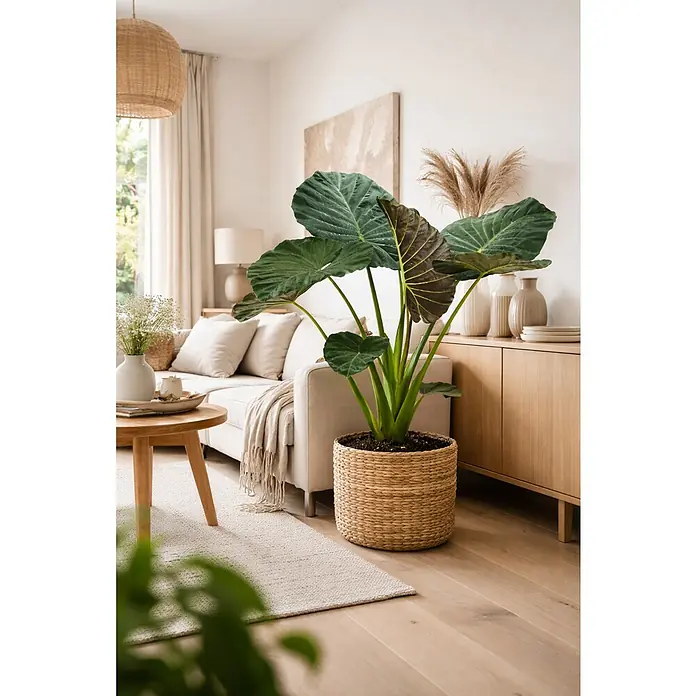 Piardino Elefantenohr - Alocasia odorax Regal Shield, Topfgröße: 24 cm - Ein Alocasia-Pflanze in einem gewebten Korb steht in einem gemütlichen Wohnraum, der durch natürliche Elemente und sanfte Farben eine entspannende Atmosphäre schafft.