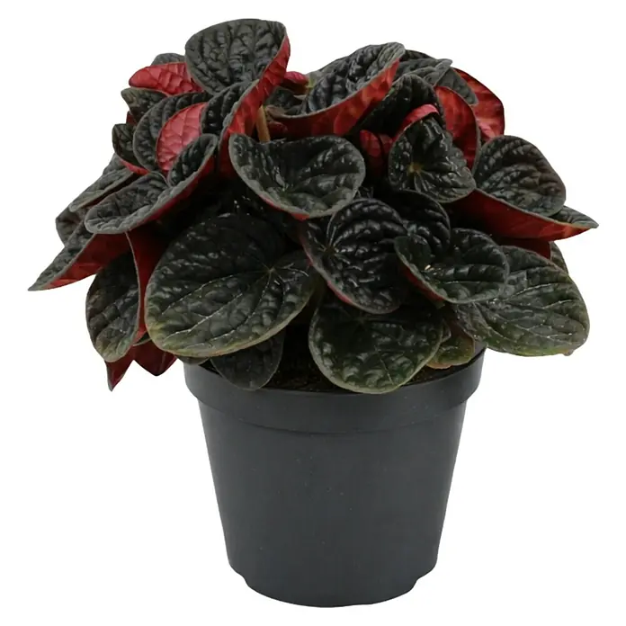 Piardino Zwergpfeffer - Peperomia caperata Chocolat, Topfgröße: 12 cm, Schwarz/Rot - Ein Topf mit einer Peperomia caperata Pflanze. Die Blätter sind dunkelgrün und rot gerandet, was der Pflanze eine besondere Note verleiht.