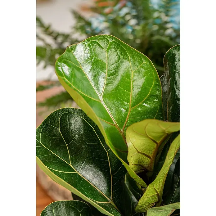 ich bin ein kleiner kaktus Cactus Euphorbia (L) | Bob