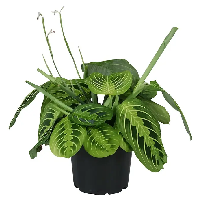 Piardino Zimmerpflanzen-Mix in Nordic Keramik - Verschiedene Sorten, Topfgröße: 7 cm - Die Gebetspflanze Maranta Leuconeura in einem schwarzen Topf, ihre Blätter zeigen ein elegantes, grünes Streifenmuster. Ein dekorativer Blickfang für jedes Zuhause.