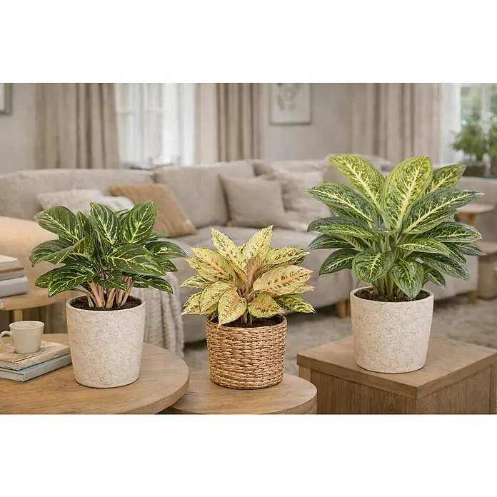 Piardino Kolbenfaden Green Surprise - Aglaonema commutatum Green Surprise, Topfgröße: 12 cm - Zimmerpflanzen-Arrangement mit Aglaonema in dekorativen Töpfen, die das natürliche Ambiente des Raumes hervorheben.