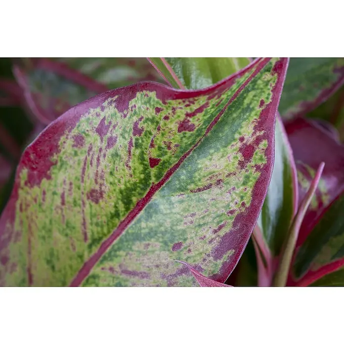 Piardino Kolbenfaden Red Surprise - Aglaonema commutatum Red Surprise, Topfgröße: 12 cm - Nahaufnahme eines Aglaonema-Blattes mit grünen und roten Farbtönen, die die komplizierten Details der Blattstruktur hervorheben.