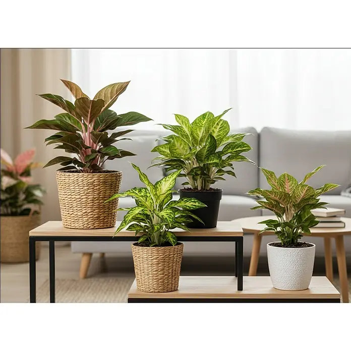 Piardino Kolbenfaden Red Surprise - Aglaonema commutatum Red Surprise, Topfgröße: 12 cm - Verschiedene Aglaonema-Pflanzen in dekorativen Töpfen auf einem Beistelltisch, die das Wohnzimmerambiente aufwerten.