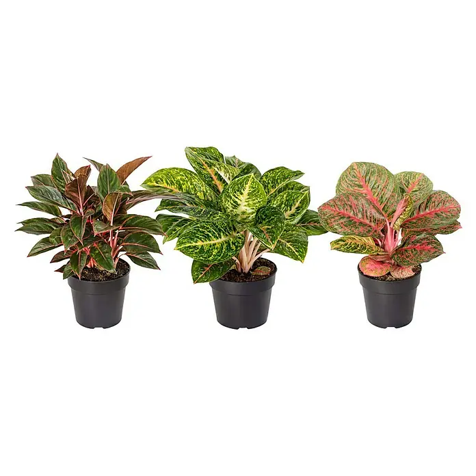 Piardino Kolbenfaden Red Surprise - Aglaonema commutatum Red Surprise, Topfgröße: 12 cm - Drei Aglaonema-Pflanzen in Töpfen. Eine Zimmerpflanze mit auffälligen Farben und Blattmustern, die jedem Raum eine exotische Note verleiht.