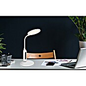 Globo Stolna svjetiljka Fruggy  (D x Š x V: 300 x 185 x 407 mm) | BAUHAUS