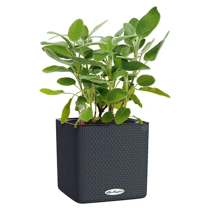 Lechuza Classico Kräutertopf Color - Außenmaß (L x B x H): 17 x 17 x 16 cm, Kunststoff, Schiefergrau - Ein grauer Lechuza Cube-Pflanztopf mit einer grünen Salbeipflanze, die auf einem weißen Hintergrund steht. Perfekt für drinnen und draußen!