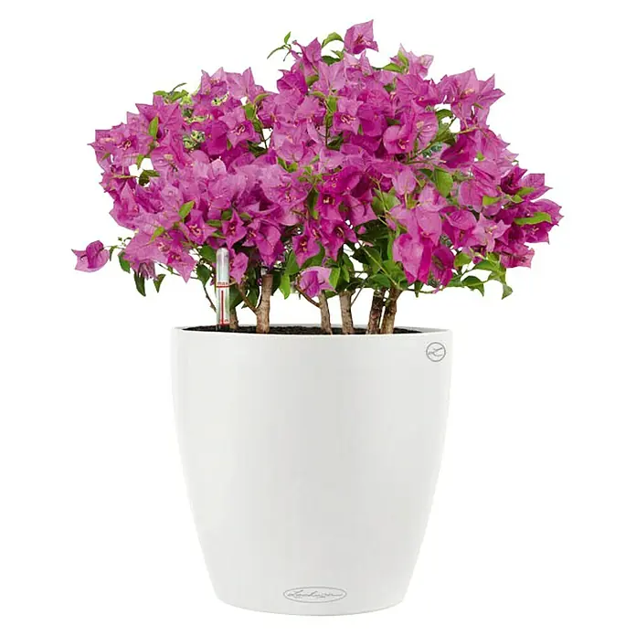 Lechuza Classico Pflanztopf Color - Außenmaß (Ø x H): 27,5 x 26 cm, Kunststoff, Weiß - Die Bougainvillea im weißen Pflanzgefäß von Lechuza ist eine attraktive Zimmerpflanze, die mit ihren violetten Blüten begeistert.