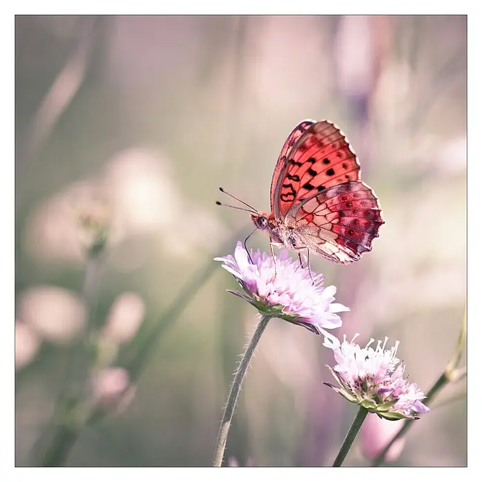 Glasbild - Little Friends III, B x H: 20 x 20 cm - Ein orangefarbener Schmetterling mit schwarzen Flecken sitzt auf einer lila Blüte in einem verschwommenen Feld.