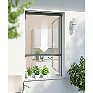 Windhager Insektenschutz-Fensterrollo Plus (B x H: 160 x 160 cm, Montage Insektengitter: Kleben, Farbe Rahmen: Anthrazit)
