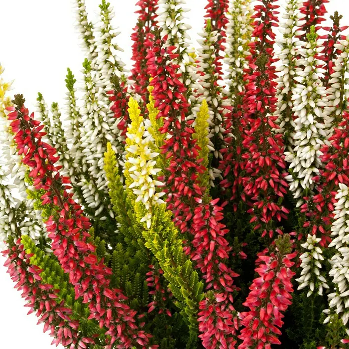 Besenheide Beauty Ladies Trio - Calluna vulgaris, Topfgröße: 11 cm, 3-farbig - Nahaufnahme von Erika-Blüten in Weiß-, Rot- und Gelbtönen. Die Erika-Blüten sind dicht beieinander und bilden einen farbenfrohen Hintergrund.
