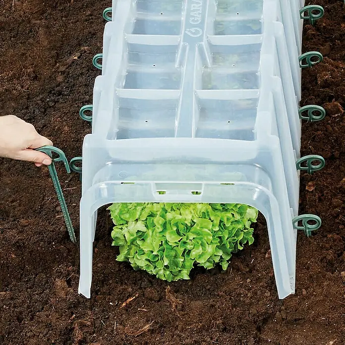 Garantia Sunny Bodenanker - 10 Stk., Passend für: Garantia Sunny Pflanztunnel - Bild einer Reihe von transparenten Mini-Gewächshausglocken, die Salat schützen und mit grünen Stiften im Boden befestigt sind.