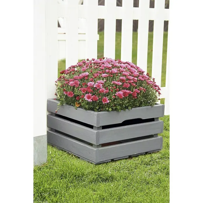 Pflanzkasten - Außenmaß (L x B x H): 44 x 44 x 26 cm, Holz, Grau - Ein grauer Holzkübel mit üppigen rosa Chrysanthemen vor einem weißen Lattenzaun, der eine charmante Gartendekoration darstellt.