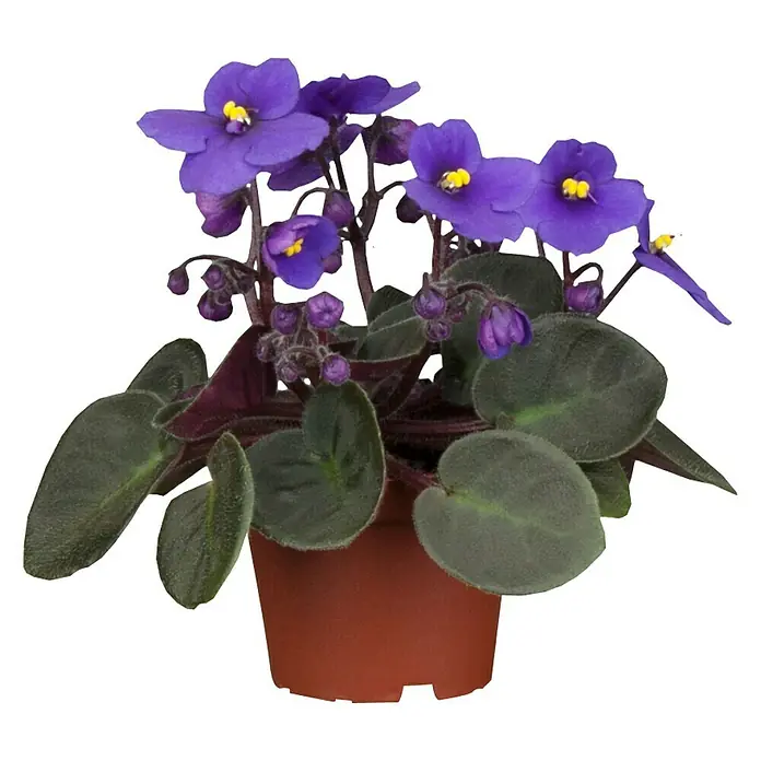 Piardino Violeta africana - Saintpaulia ionantha, Tamaño de maceta: 12 cm, Color de flor: Dependiendo de la variedad - Violeta africana con flores moradas brillantes y hojas verdes, en una maceta marrón.