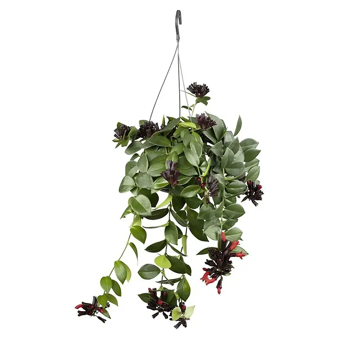 Piardino Efeu Ampel (Hedera helix, Topfgre: 18 cm) | BAUHAUS