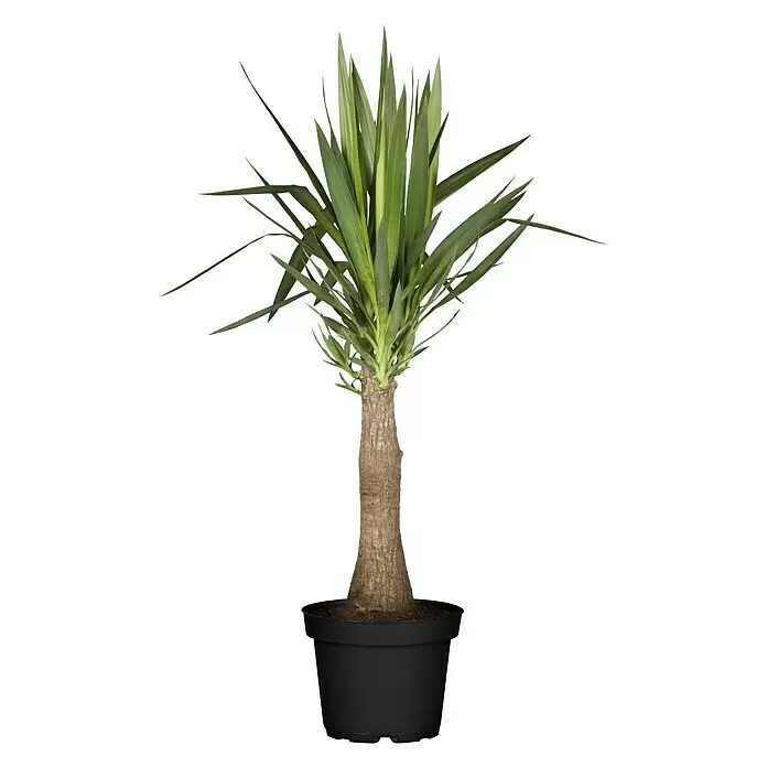 Piardino PalmlilieYucca elephantipes Maya Tree, Topfgröße: 21 cm