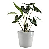 Ecopots Amsterdam Pflanzkübel rund (Außenmaß (Ø x H): 40 x 34,8 cm, Kunststoff, Weißgrau, Mit Bewässerungssystem) | BAUHAUS
