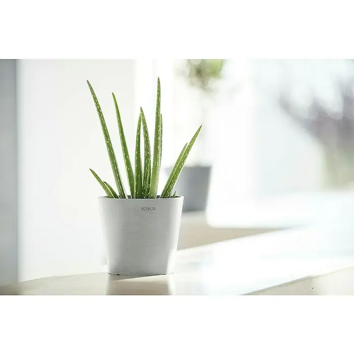 Ecopots Amsterdam Pflanztopf Mini - Außenmaß (Ø x H): 17 x 14,9 cm, Kunststoff, Weiß, Grau - Eine Aloe Vera Pflanze im grauen ECOPOTS-Topf, platziert auf einer hellen Oberfläche, mit natürlichem Licht im Hintergrund.