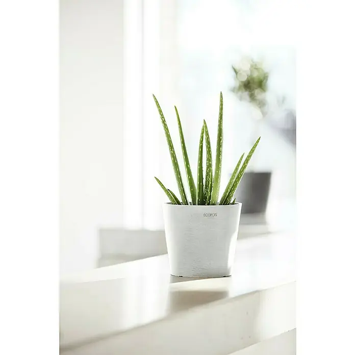 Ecopots Amsterdam Pflanztopf Mini - Außenmaß (Ø x H): 17 x 14,9 cm, Kunststoff, Weiß - Aloe Vera Pflanze in einem weißen Topf mit der Aufschrift "ECOPOTS" auf einem Tisch vor einem hellen Fenster.