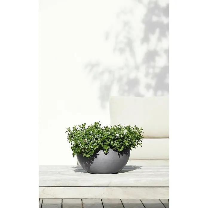 Ecopots Brussels Pflanzschale rund - Außenmaß (Ø x H): 30 x 14,8 cm, Kunststoff, Grau - Nahaufnahme einer modernen grauen Pflanzschale mit üppigem Grün auf einer hellen Holzoberfläche, ideal für stilvolle Gartengestaltung.