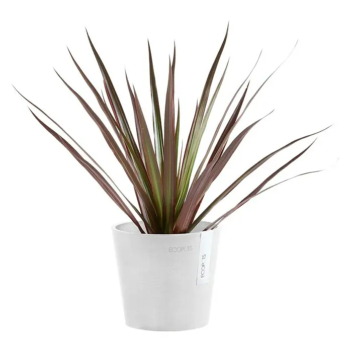 Ecopots Amsterdam Pflanztopf Mini - Außenmaß (Ø x H): 13 x 11,4 cm, Kunststoff, Weiß - Zimmerpflanze in einem weißen ECOPOTS-Topf. Die Pflanze hat lange, spitze Blätter in Grün- und Rottönen. Der Topf hat ein schlichtes, modernes Design.