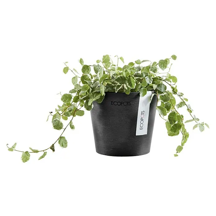 Ecopots Amsterdam Pflanztopf Mini - Außenmaß (Ø x H): 10,5 x 9,2 cm, Kunststoff, Dunkelgrau - Ein stilvoller ECOPOTS Blumentopf mit einer üppigen, grün-weißen Pflanze. Das schlichte Design des Topfes betont die natürliche Schönheit der Pflanze.