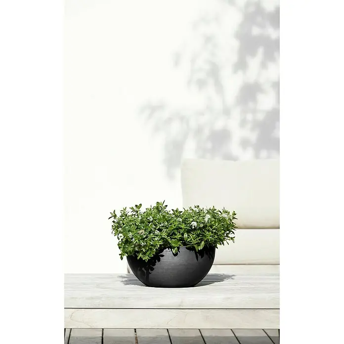 Ecopots Brussels Pflanzschale rund - Außenmaß (Ø x H): 30 x 14,8 cm, Kunststoff, Dunkelgrau - Schwarzer ECOPOTS Topf mit üppiger, grüner Pflanze auf einer hellen Holzoberfläche. Schattenspiel im Hintergrund.