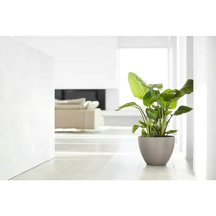 Ecopots Pflanztopf Antwerpen - Außenmaß (Ø x H): 39,7 x 30 cm, Kunststoff, Braungrau - Eine Zimmerpflanze in einem grauen Topf, platziert in einem hellen Raum, sorgt für einen Hauch von Natur im modernen Interieur.