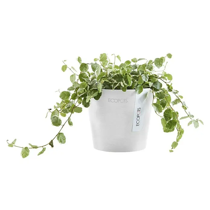 Ecopots Amsterdam Pflanztopf Mini - Außenmaß (Ø x H): 10,5 x 9,2 cm, Kunststoff, Weiß - Elegante Zimmerpflanze in einem weißen ECOPOTS Pflanzgefäß. Das perfekte Deko-Element für jeden Raum, stilvoll und umweltfreundlich.