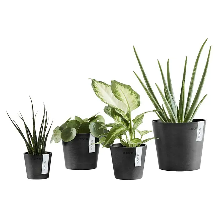 Ecopots Amsterdam Pflanztopf Mini - Außenmaß (Ø x H): 17 x 14,9 cm, Kunststoff, Dunkelgrau - Eine Gruppe von vier Zimmerpflanzen in grauen Ecopots-Töpfen, die nebeneinander aufgereiht sind und eine moderne und stilvolle Atmosphäre schaffen.
