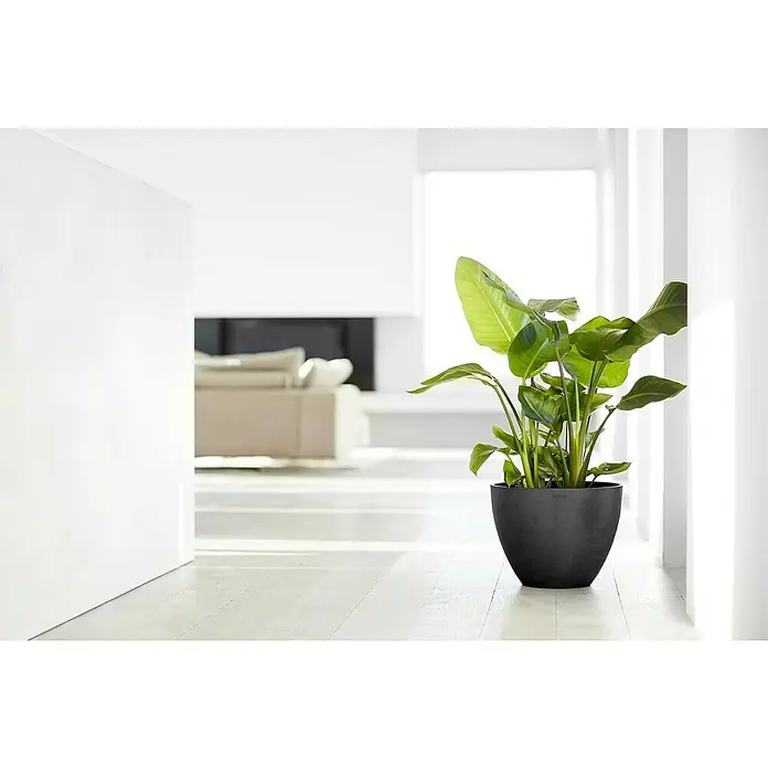 Ecopots Pflanztopf Antwerpen - Außenmaß (Ø x H): 39,7 x 30 cm, Kunststoff, Dunkelgrau - Ein moderner, schwarzer Pflanztopf mit einer üppigen, grünen Pflanze steht in einem hellen, minimalistischen Raum und bringt einen Hauch von Natur ins Interieur.