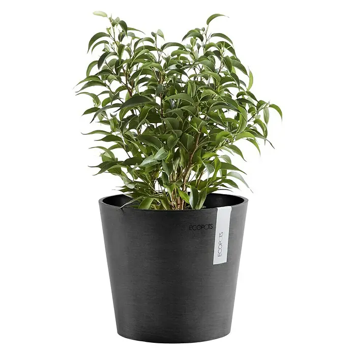 Ecopots Amsterdam Pflanztopf Mini - Außenmaß (Ø x H): 17 x 14,9 cm, Kunststoff, Dunkelgrau - Grüne Zimmerpflanze in einem dunklen Ecopots Blumentopf. Der Topf hat ein schlichtes, modernes Design und ist mit dem Ecopots Logo versehen.
