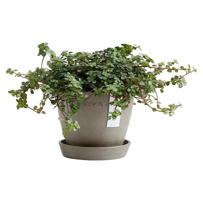 Ecopots Pflanztopf Antwerpen Mini - Außenmaß (Ø x H): 11,5 x 10,1 cm, Kunststoff, Braungrau - Zimmerpflanze in einem grauen Topf mit dem Aufdruck 'ECOPOTS', die eine dichte, grüne Belaubung aufweist.