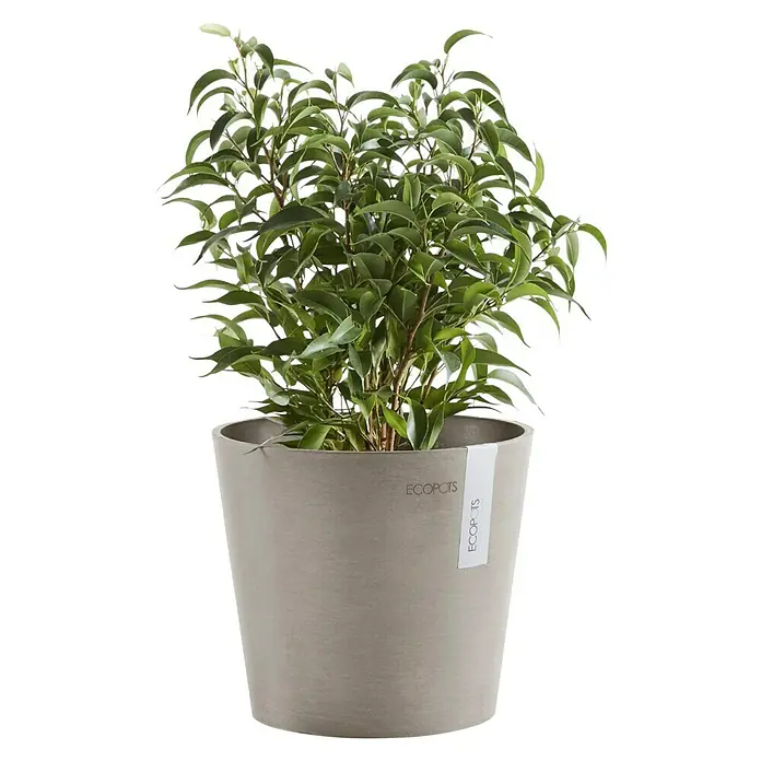 Ecopots Amsterdam Pflanztopf Mini - Außenmaß (Ø x H): 17 x 14,9 cm, Kunststoff, Braungrau - Zimmerpflanze in einem hellgrauen Ecopots-Blumentopf, die mit ihren grünen Blättern eine natürliche Note in jeden Raum bringt.
