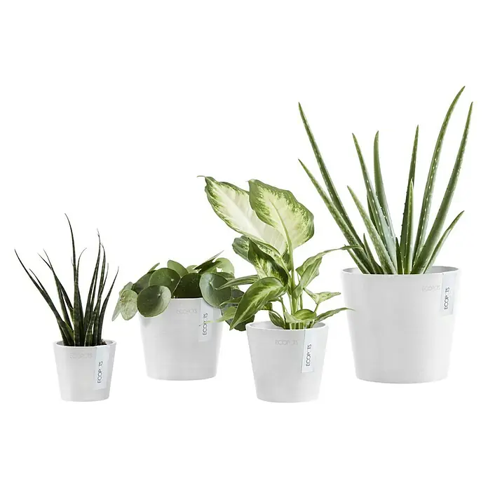 Ecopots Amsterdam Pflanztopf Mini - Außenmaß (Ø x H): 8 x 7 cm, Kunststoff, Weiß - Eine Reihe von Zimmerpflanzen in weißen Übertöpfen der Marke Ecopots, die in der Größe von links nach rechts zunehmen.