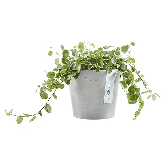 Ecopots Amsterdam Pflanztopf Mini - Außenmaß (Ø x H): 10,5 x 9,2 cm, Kunststoff, Weiß, Grau - Zimmerpflanze in einem grauen Ecopots Pflanzgefäß. Das Pflanzgefäß ist aus recyceltem Kunststoff und hat eine moderne, minimalistische Form.