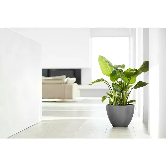 Ecopots Pflanztopf Antwerpen - Außenmaß (Ø x H): 39,7 x 30 cm, Kunststoff, Grau - Innenaufnahme mit großem, grünen Zimmerpflanze in einem grauen Topf. Das helle und moderne Design des Topfes passt hervorragend in jeden Raum.