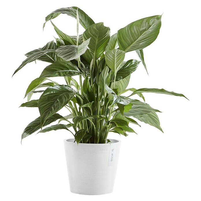 Ecopots Amsterdam Pflanztopf Amsterdam (Außenmaß (Ø x H): 20 x 17,1 cm, Kunststoff, Weiß) | BAUHAUS