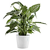 Ecopots Amsterdam Pflanztopf Amsterdam (Außenmaß (Ø x H): 20 x 17,1 cm, Kunststoff, Weiß) | BAUHAUS