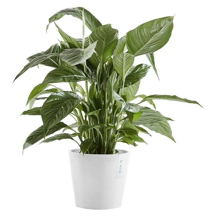 Ecopots Amsterdam Pflanzkübel rund - Außenmaß (Ø x H): 20 x 17,2 cm, Kunststoff, Weiß, Mit Bewässerungssystem - Friedenslilie in einem weißen "Ecopots"-Topf. Elegante Zimmerpflanze mit glänzenden Blättern, die jedem Raum eine friedliche Atmosphäre verleiht.