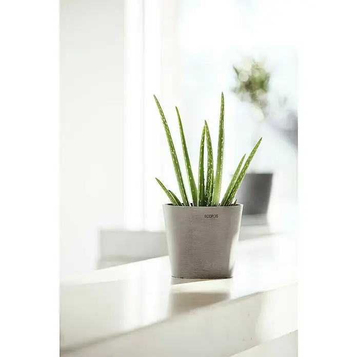 Ecopots Amsterdam Pflanztopf Mini - Außenmaß (Ø x H): 17 x 14,9 cm, Kunststoff, Braungrau - Aloe Vera Pflanze in einem grauen "Ecopots"-Pflanzgefäß auf einem weißen Untergrund, mit einem weiteren Pflanzgefäß im Hintergrund.