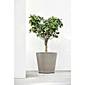 Ecopots Amsterdam Pflanzkübel rund Wheels (Außenmaß (Ø x H): 80 x 74,2 cm, Kunststoff, Braungrau, Ausstattung Pflanzgefäß: Rollen) | BAUHAUS