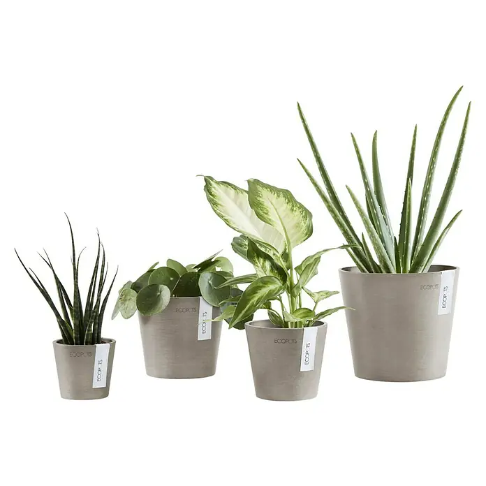 Ecopots Amsterdam Pflanztopf Mini - Außenmaß (Ø x H): 8 x 7 cm, Kunststoff, Braungrau - Eine Reihe von vier Ecopot-Blumentöpfen in abgestufter Größe, jeder mit einer anderen Pflanze, die das nachhaltige Design hervorhebt.