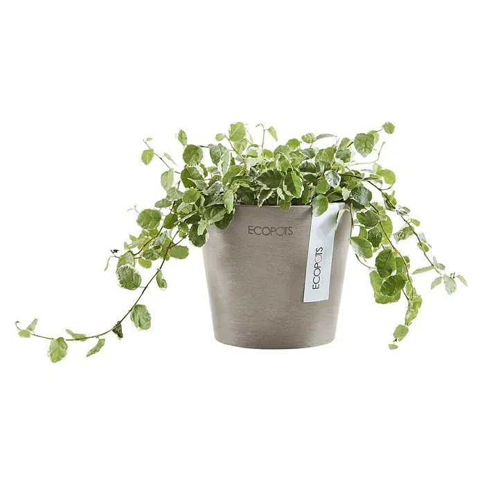 Ecopots Amsterdam Pflanztopf Mini - Außenmaß (Ø x H): 10,5 x 9,2 cm, Kunststoff, Braungrau - Ein Ecopots Blumentopf mit einer üppigen Grünpflanze, die über den Rand hängt. Der Topf hat eine neutrale Farbe und ein schlichtes Design.