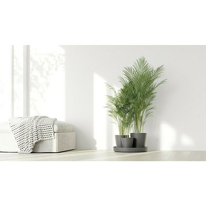 Ecopots Pflanztopf Dubai (Außenmaß (Ø x H): 56,5 x 30,7 cm, Kunststoff, Grau) | BAUHAUS