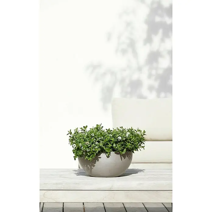 Ecopots Brussels Pflanzschale rund - Außenmaß (Ø x H): 30 x 14,8 cm, Kunststoff, Braungrau - Pflanzgefäß mit grüner Pflanze auf einem Holztisch, mit einem weißen Hintergrund und Schatten von Blättern.