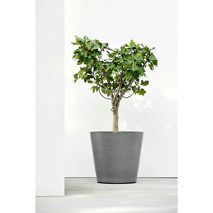 Ecopots Amsterdam Pflanzkübel rund Wheels - Außenmaß (Ø x H): 80 x 74,2 cm, Kunststoff, Grau, Ausstattung Pflanzgefäß: Rollen - Der Feigenbaum im modernen, grauen Topf ist eine stilvolle Ergänzung für jeden Raum. Seine grünen Blätter bringen Frische und Eleganz in Ihr Zuhause.