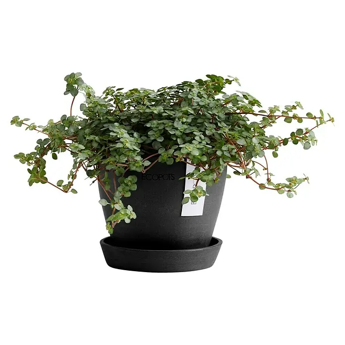 Ecopots Pflanztopf Antwerpen Mini - Außenmaß (Ø x H): 11,5 x 10,1 cm, Kunststoff, Dunkelgrau - Ein Ecopots-Pflanzgefäß mit einer üppigen Pflanze mit kleinen grünen Blättern, die über den Rand des Topfes hängen.